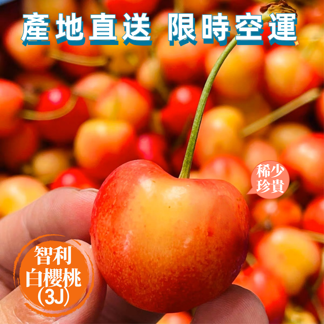 【智利】白櫻桃原裝