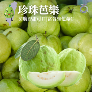 珍珠芭樂 暷豪禮主圖