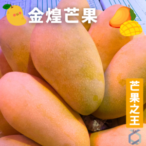 金煌芒果 暷豪禮主圖